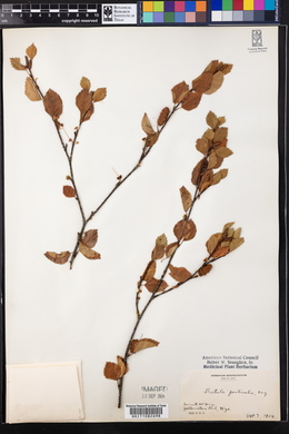 Betula occidentalis image