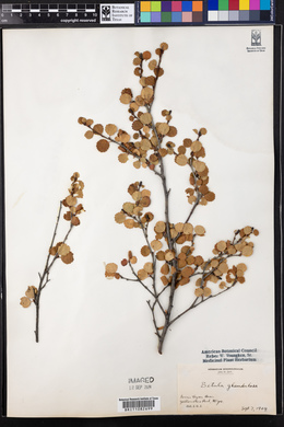 Betula glandulosa image