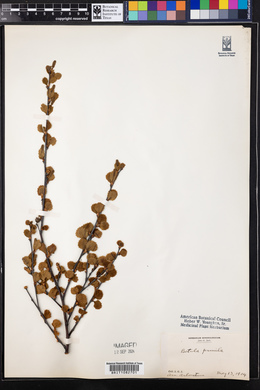 Betula pumila image