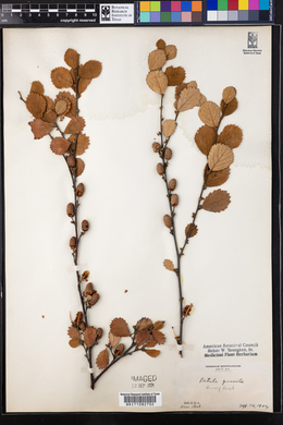 Betula pumila image