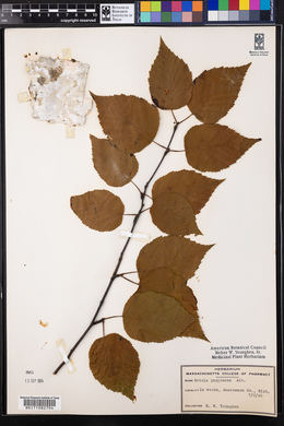 Betula papyrifera image