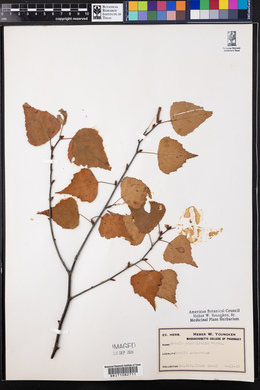 Betula populifolia image