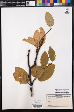 Betula lenta image