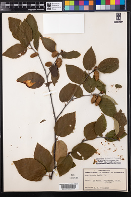 Betula lenta image