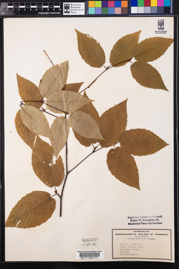 Betula lenta image