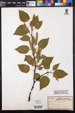 Betula papyrifera var. cordifolia image