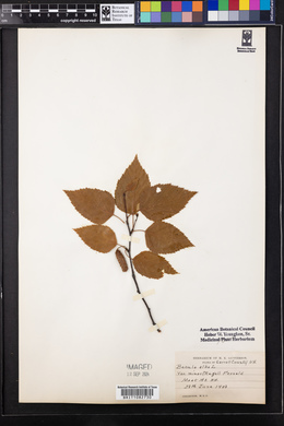 Betula alba image