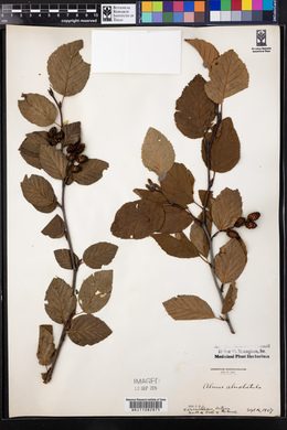 Alnus alnobetula image