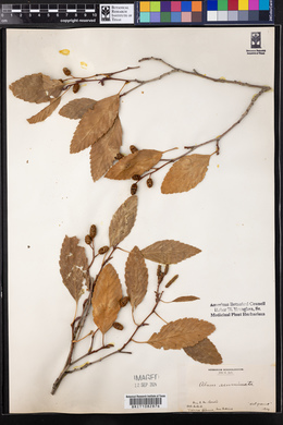 Alnus acuminata image