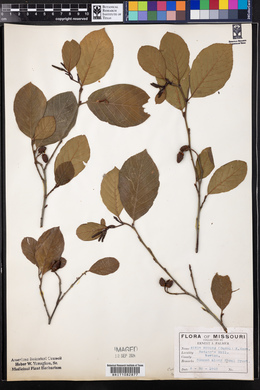 Alnus rugosa image