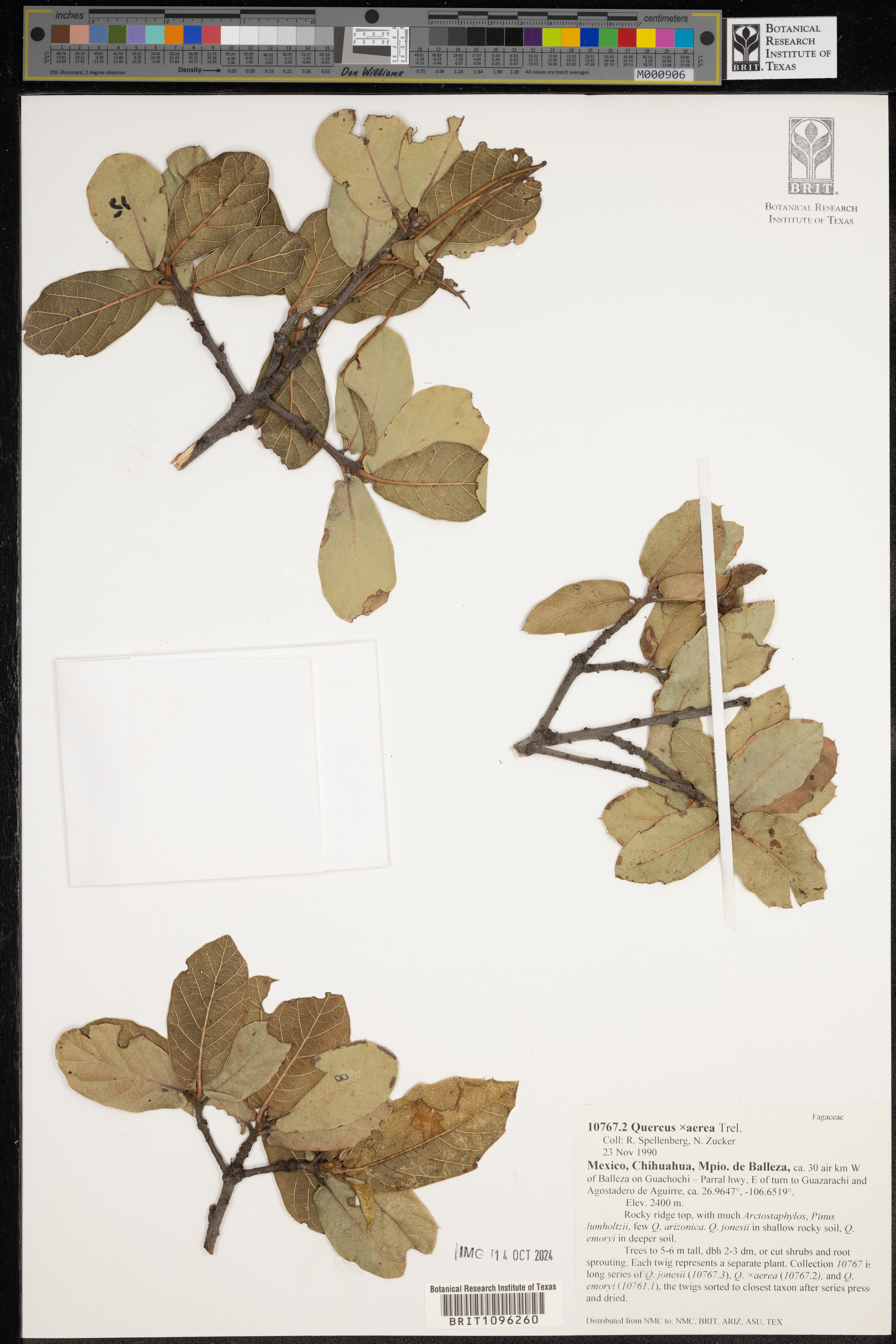 Quercus aerea thumbnail