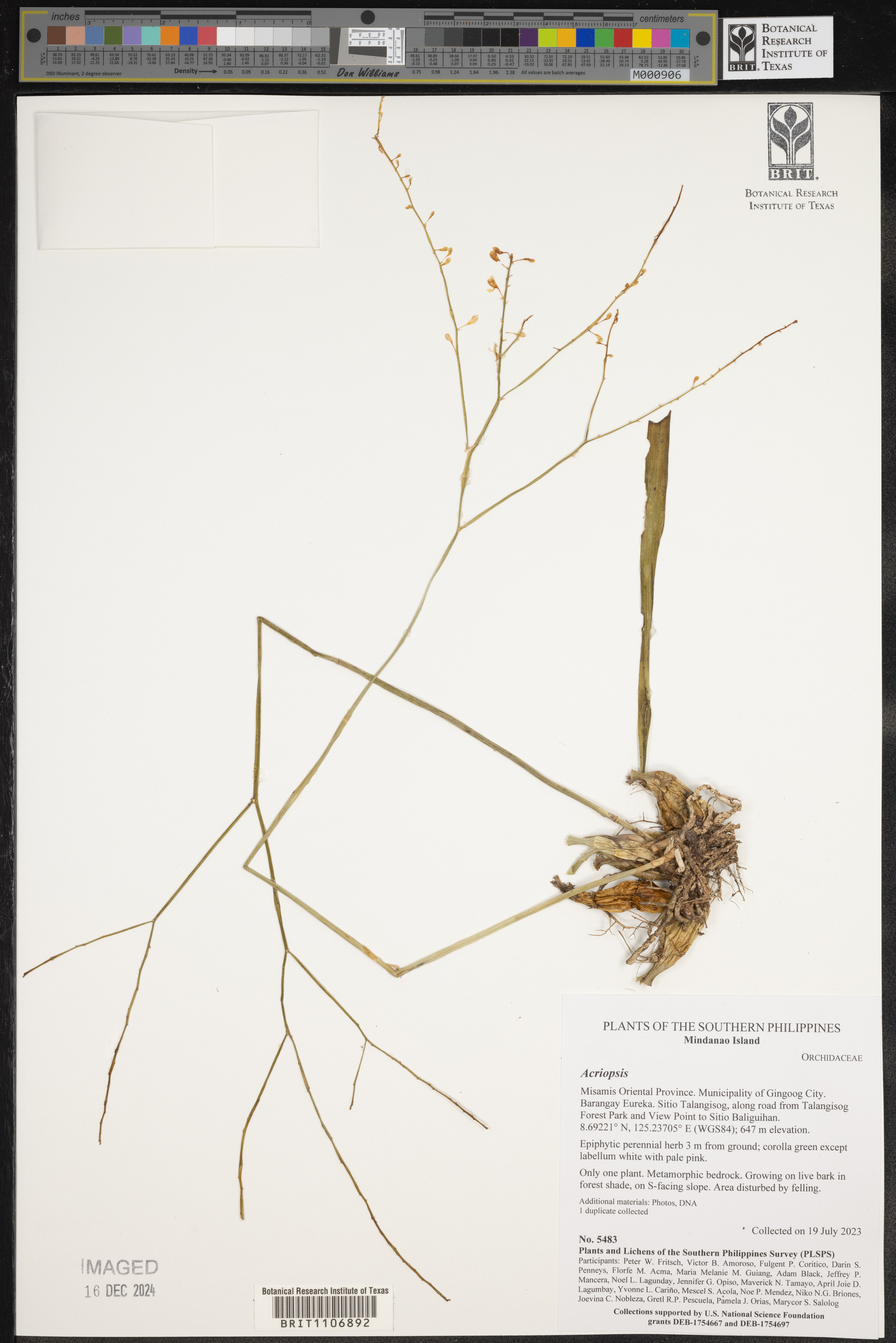 Acriopsis thumbnail