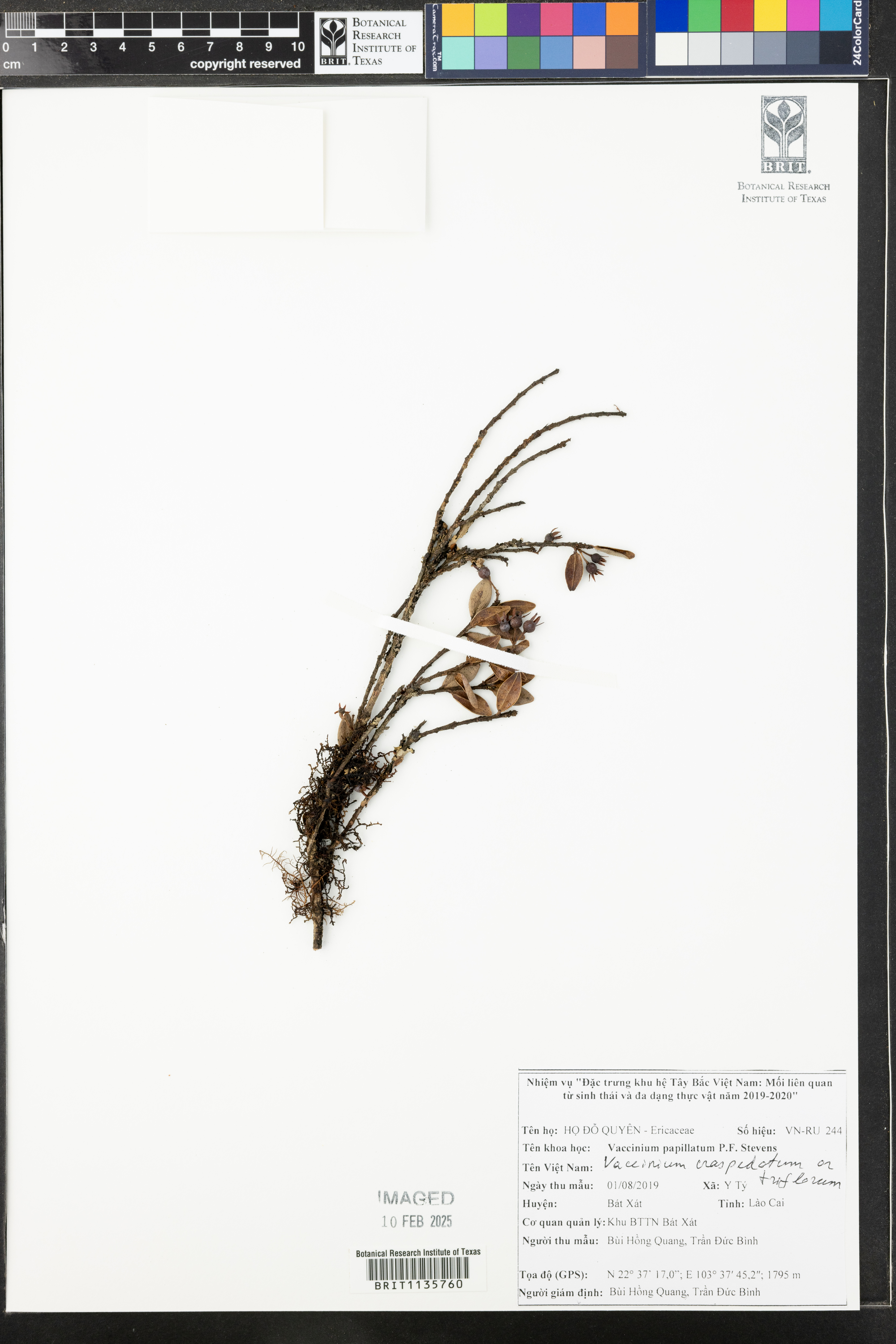 Vaccinium craspedotum (Vaccinium craspedotum)