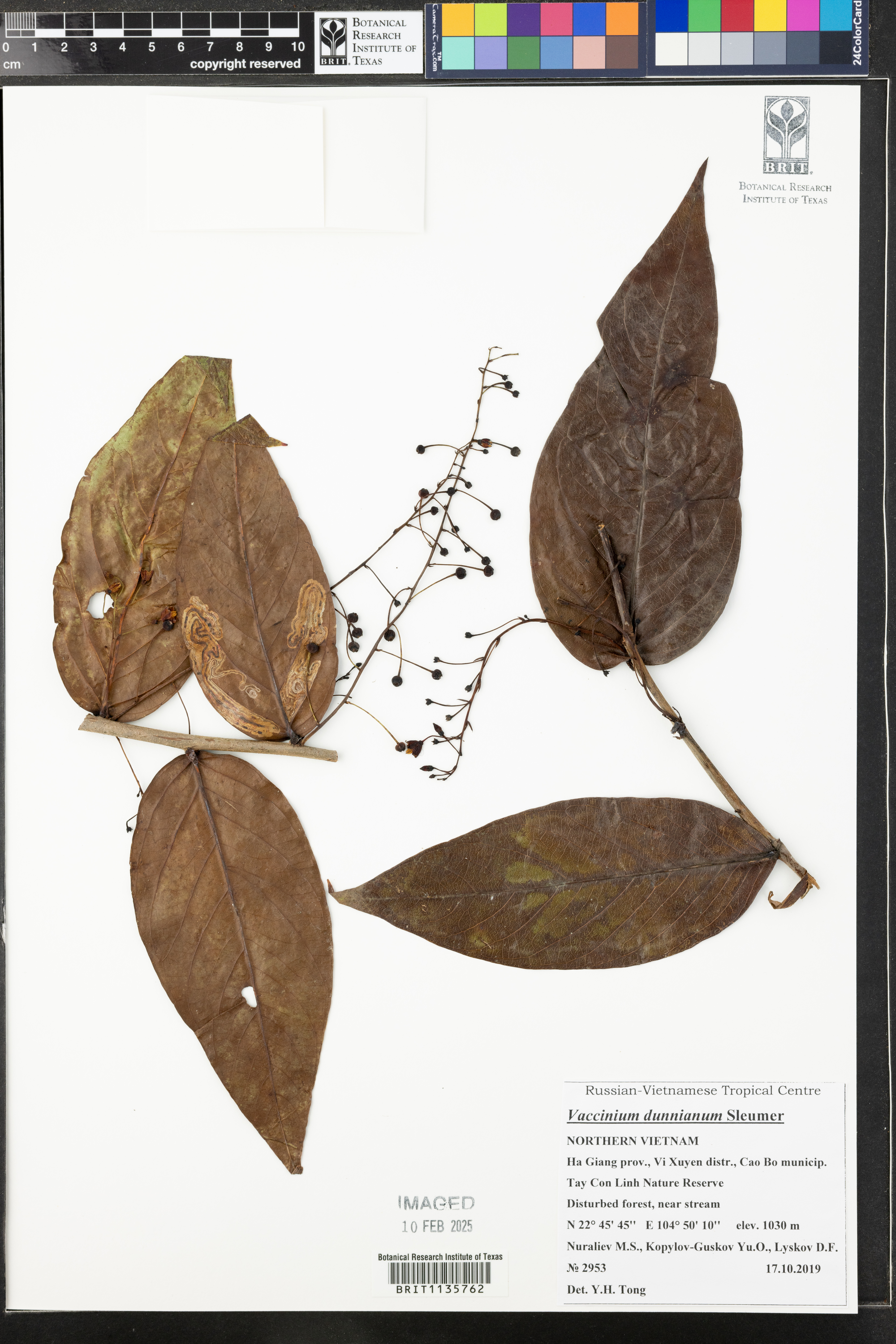 Vaccinium dunnianum — ảnh 2