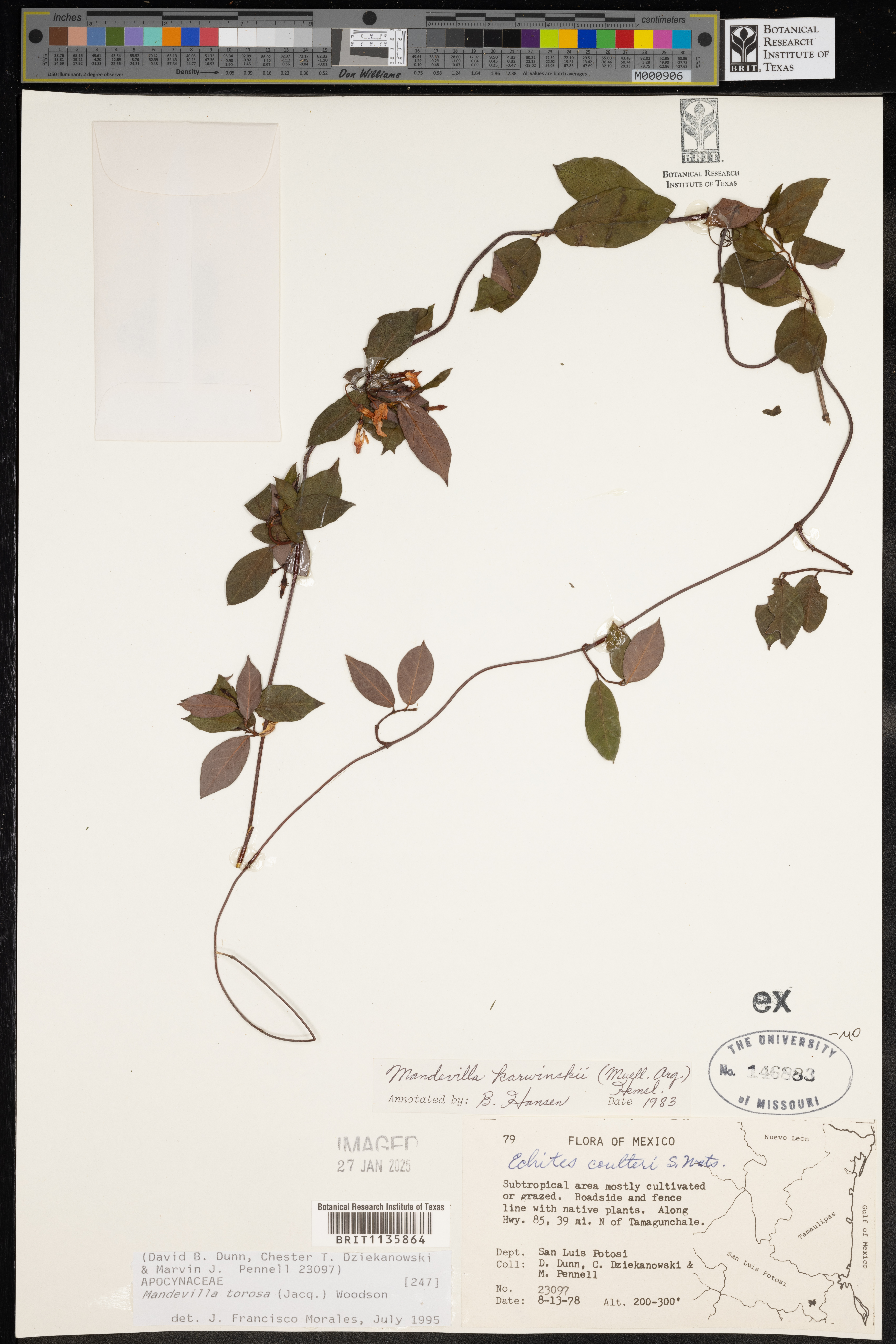 Mandevilla torosa