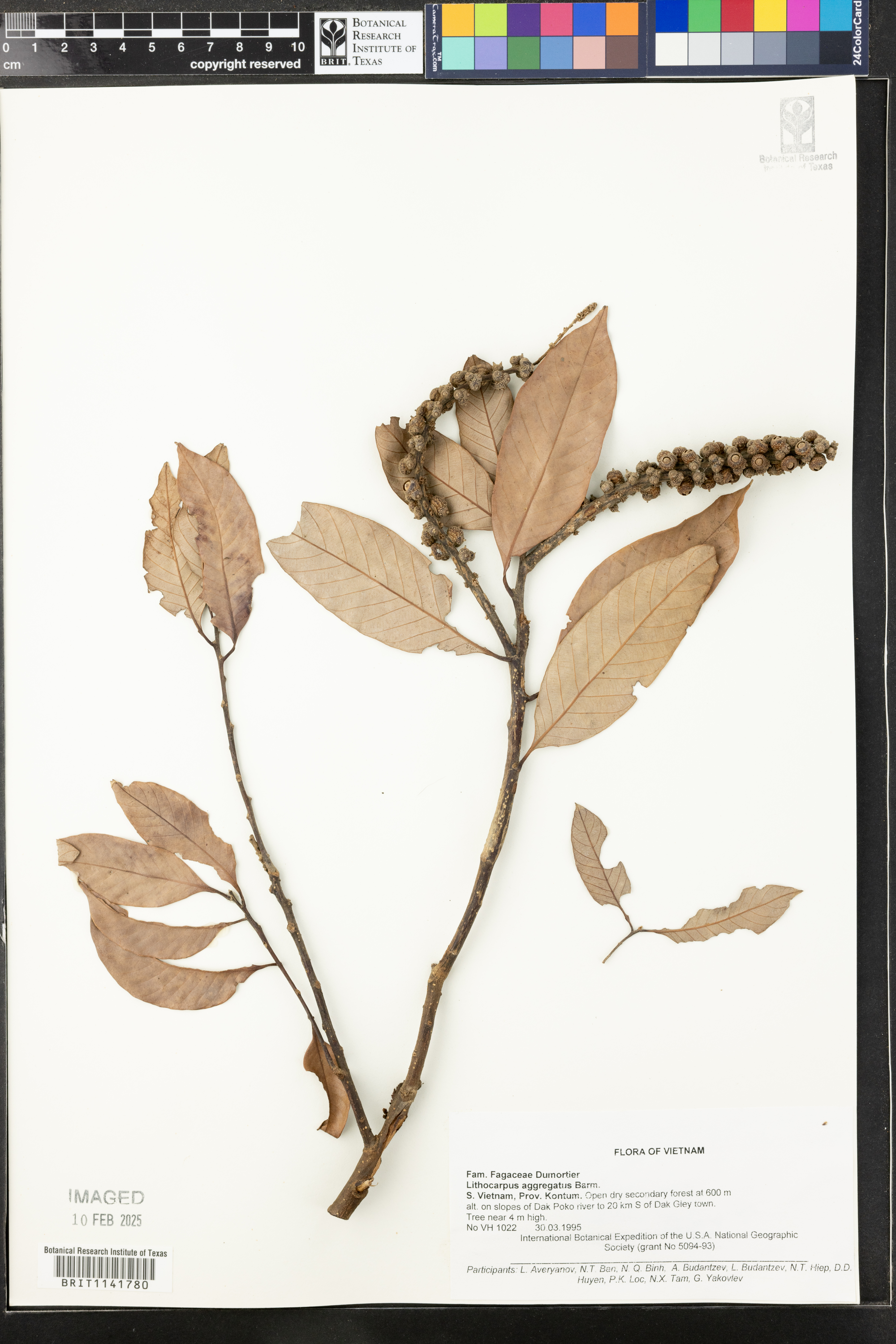 Lithocarpus aggregatus
