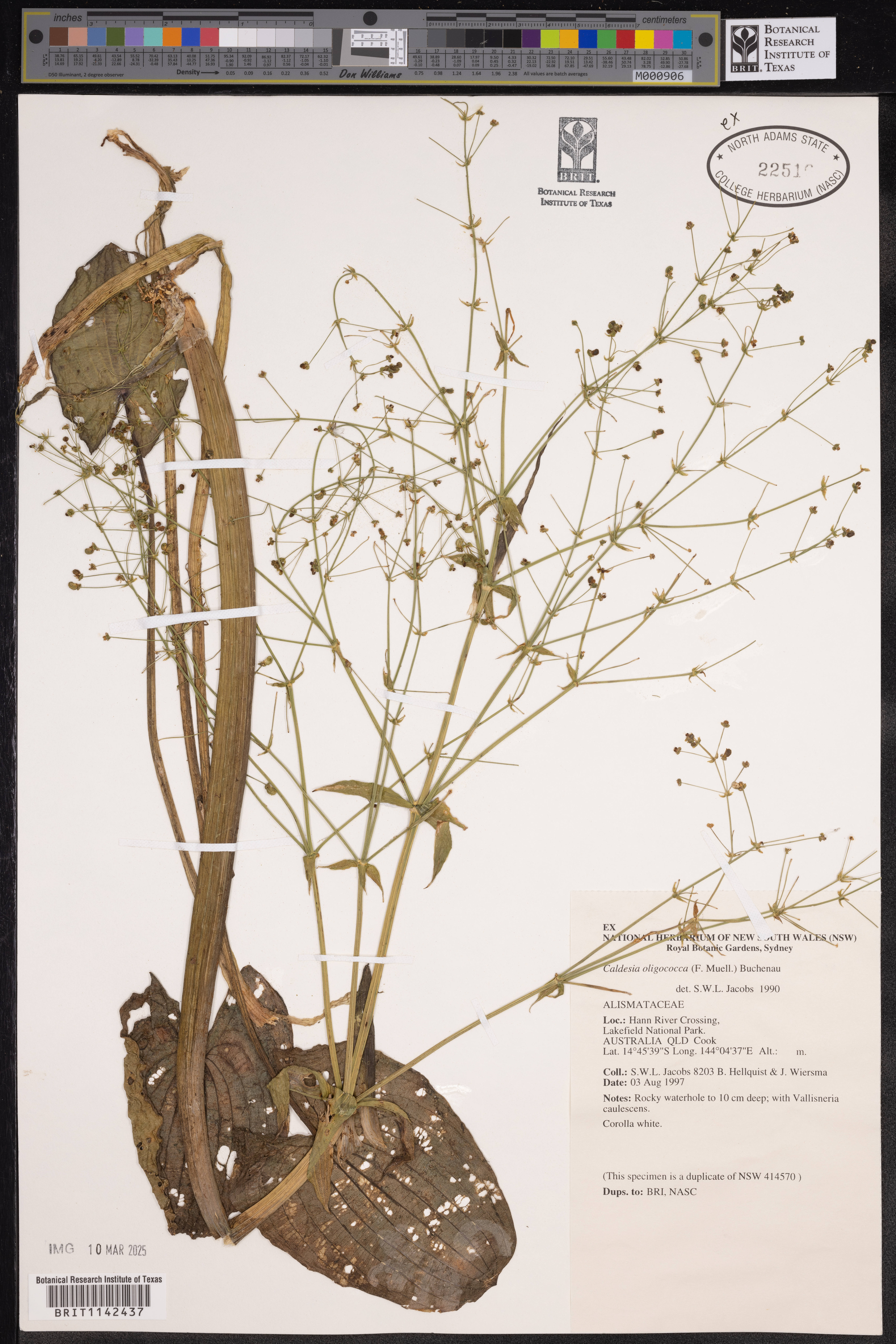 Caldesia oligococca
