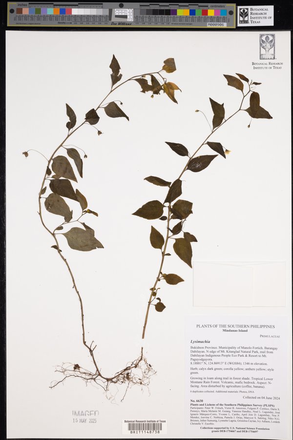 Lysimachia image