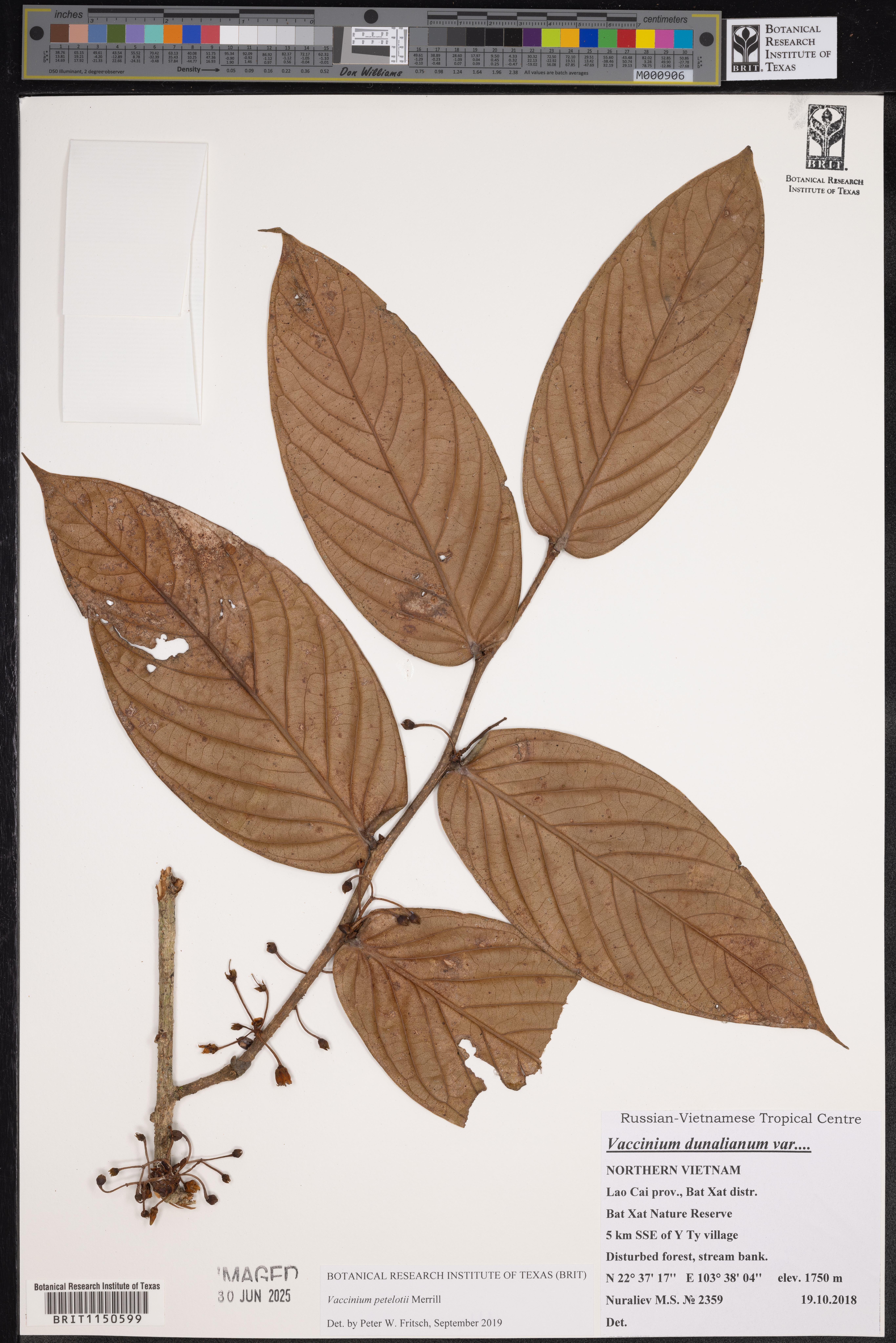 Vaccinium petelotii — ảnh 3