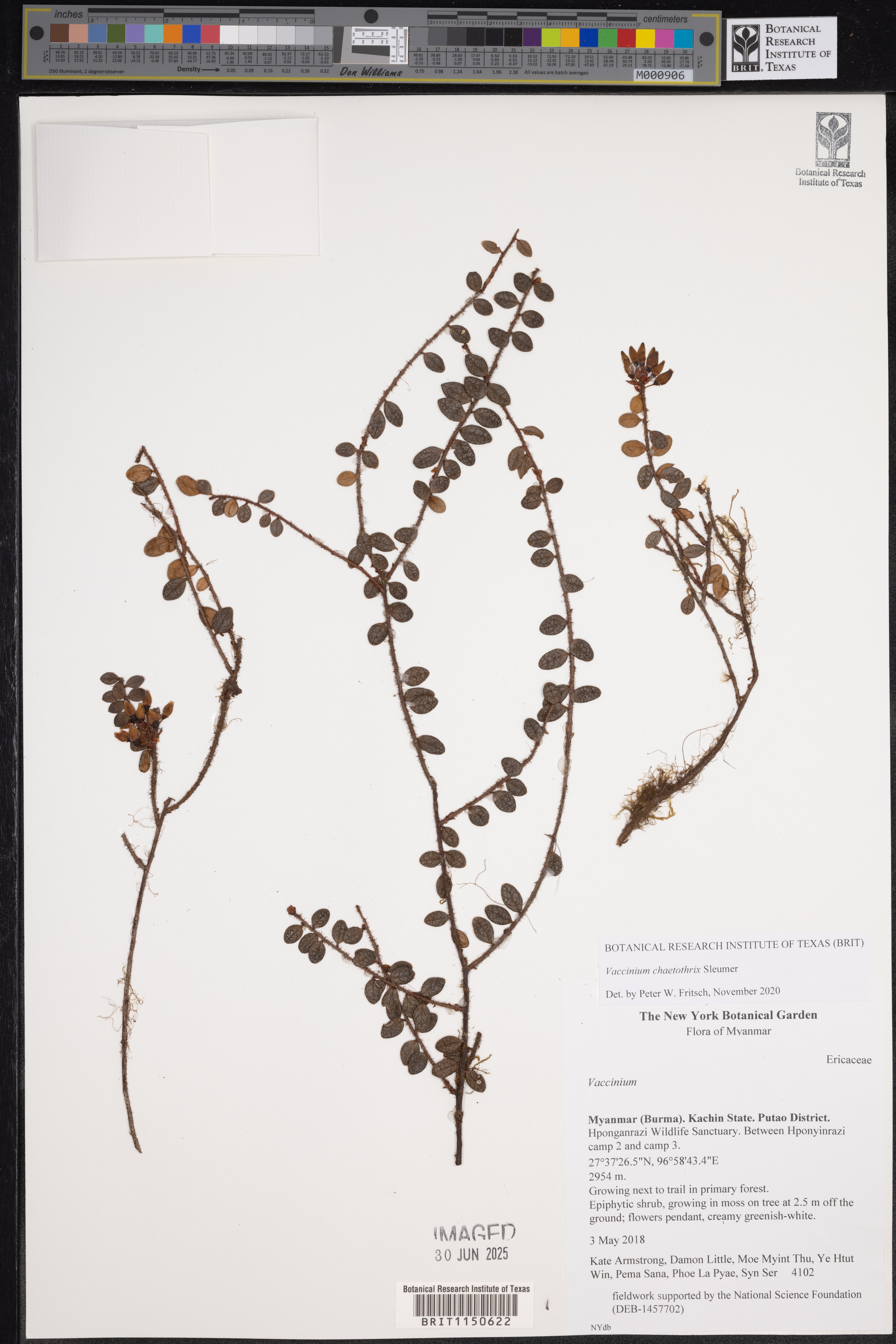 Vaccinium chaetothrix (Vaccinium chaetothrix)
