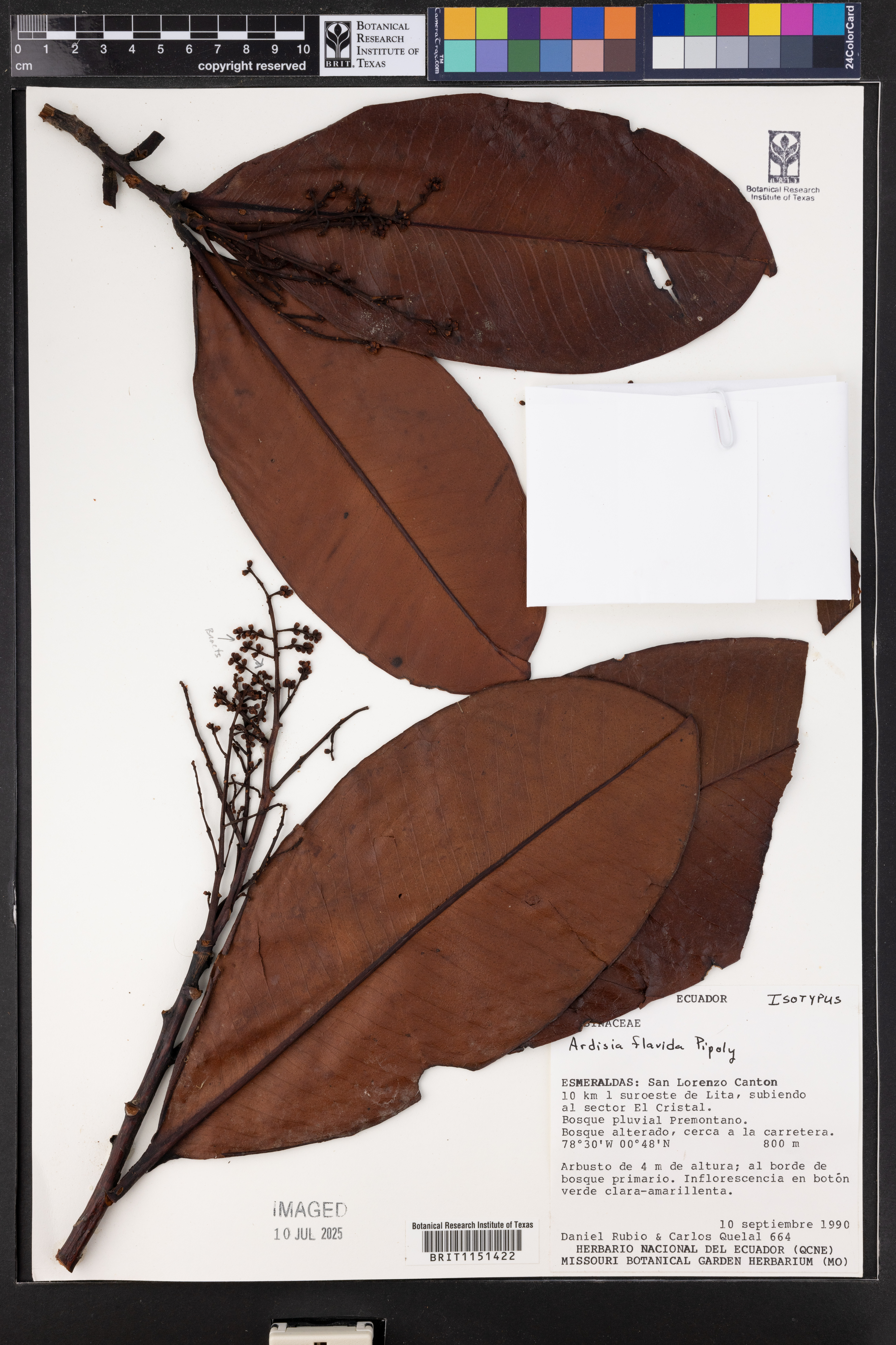 Ardisia flavida thumbnail