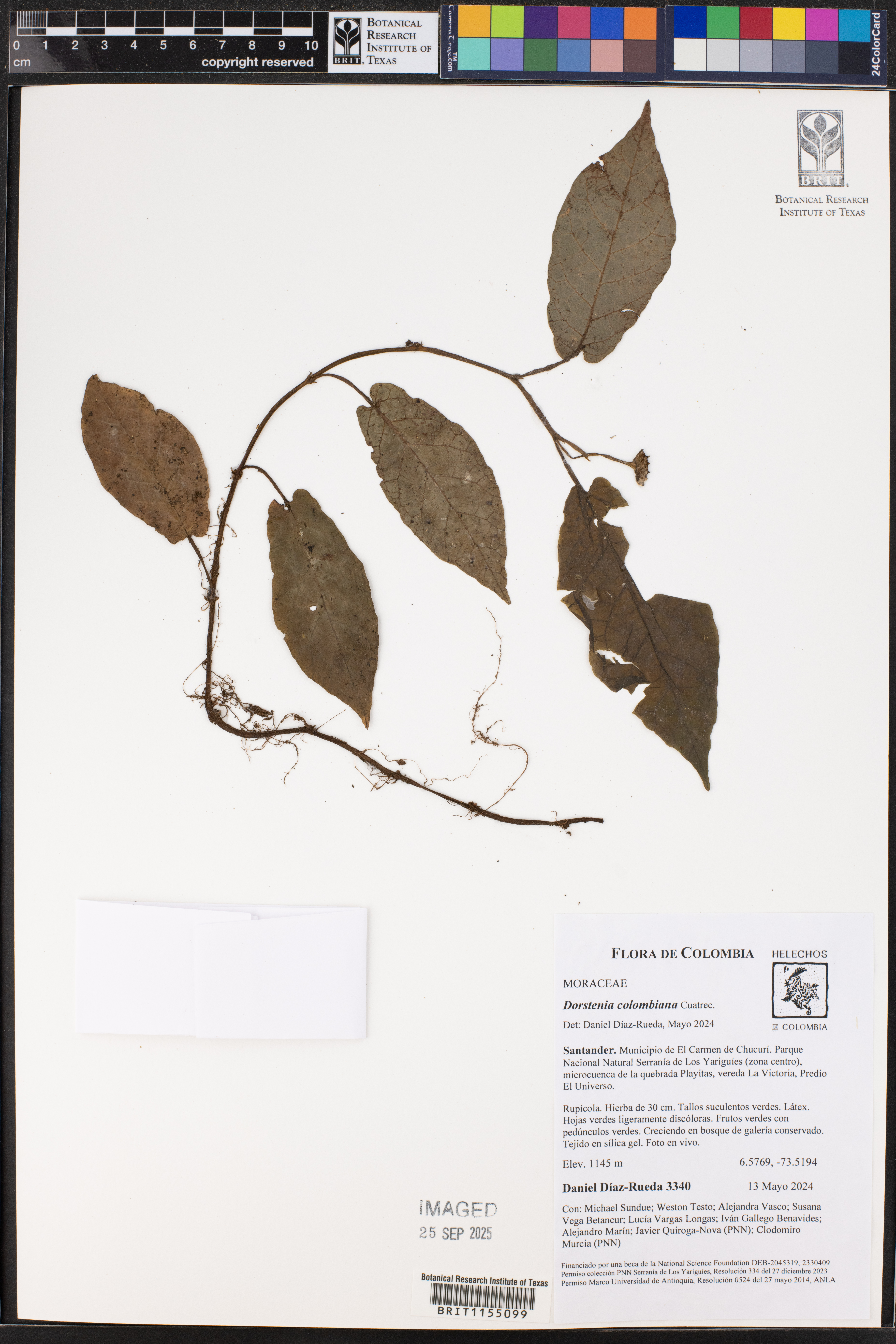 Dorstenia colombiana
