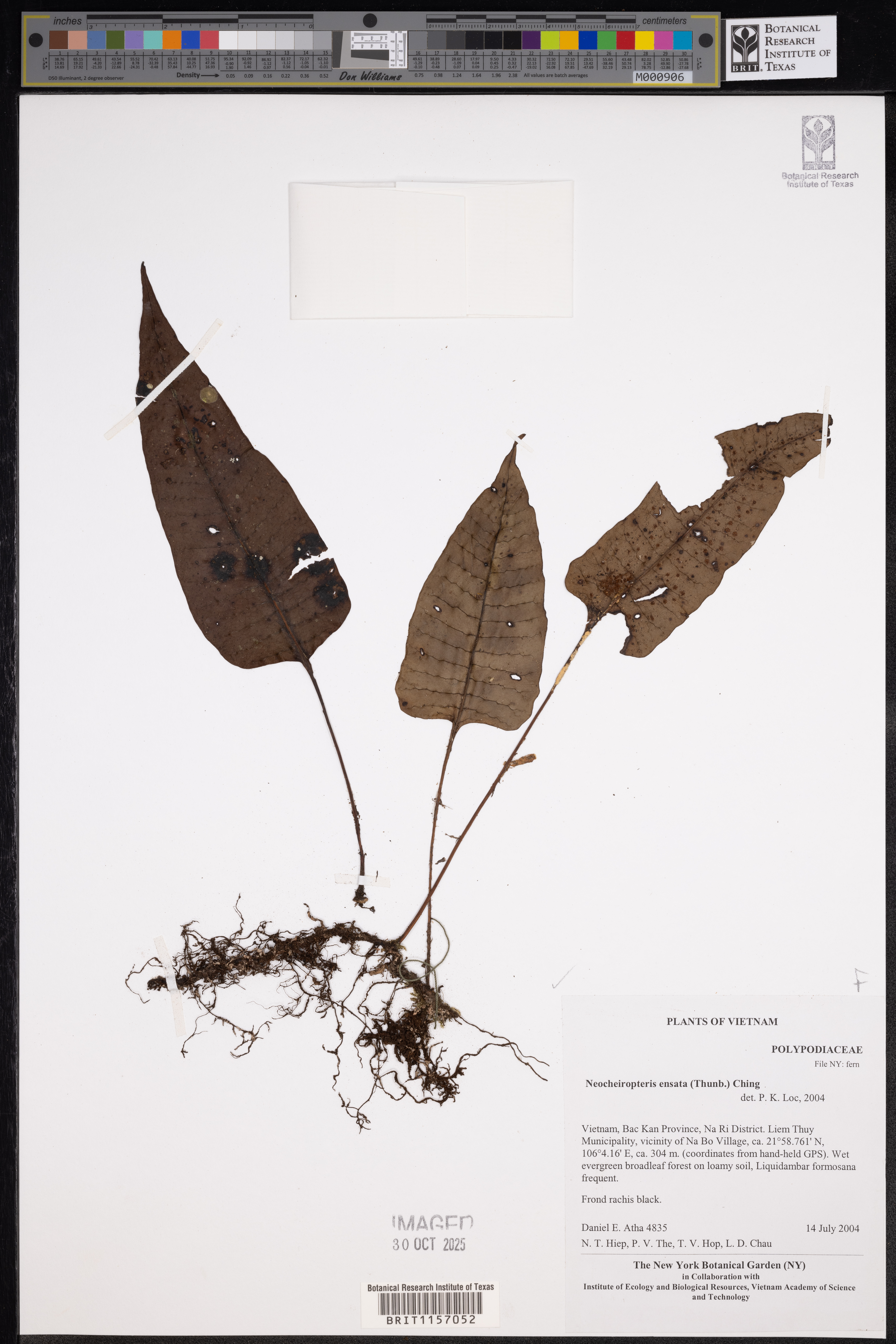 Lepisorus ensatus — ảnh 2