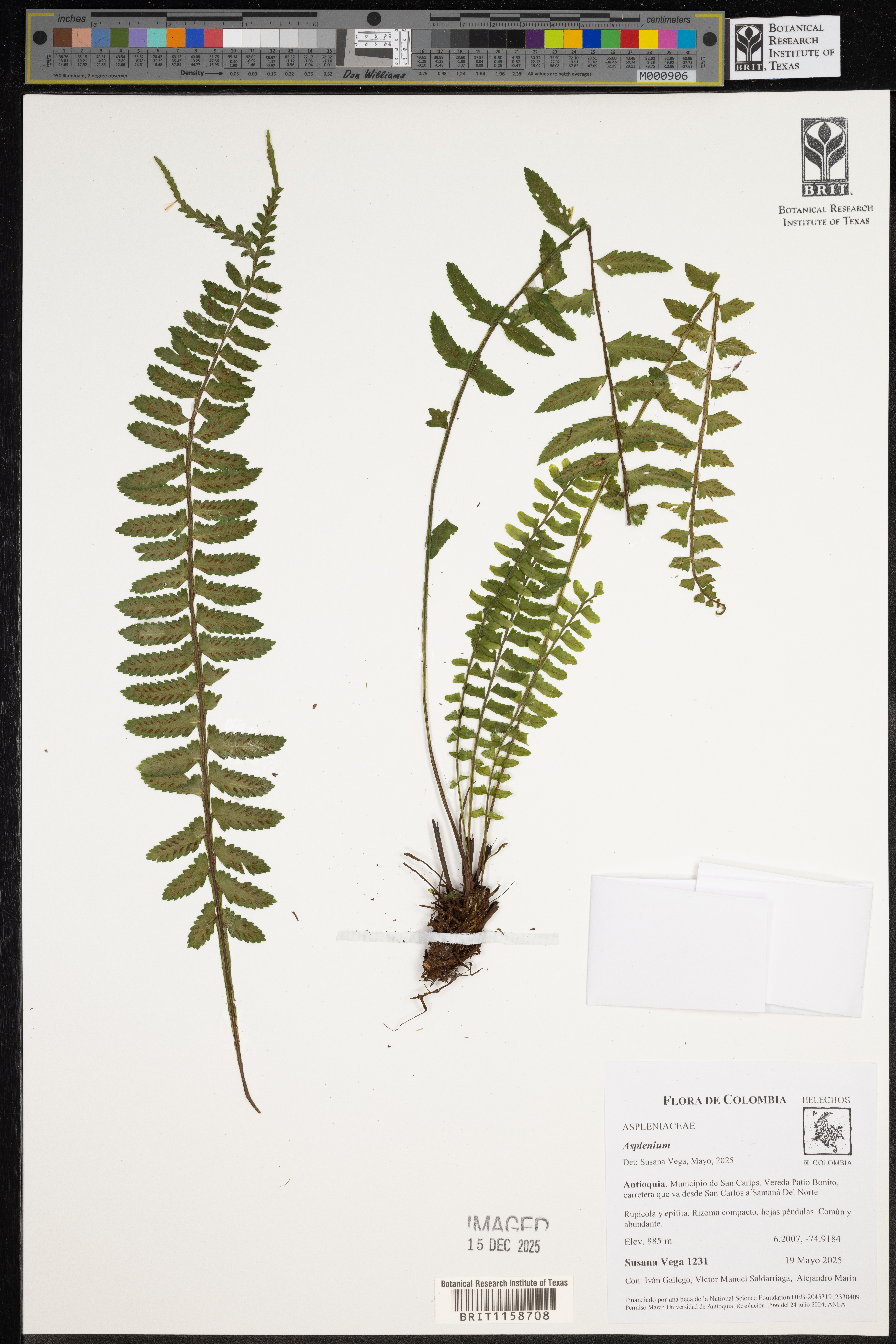 Asplenium pteropus Kaulf. 3