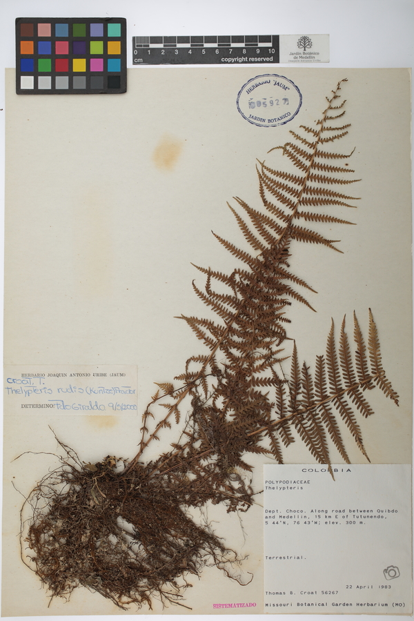 Amauropelta rudis image