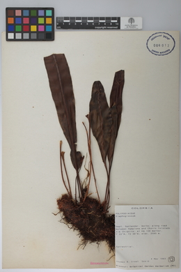Image Associated With the Occurence