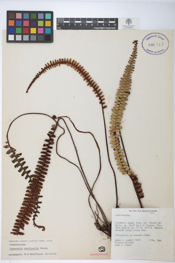 Jamesonia verticalis image