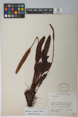 Elaphoglossum laxisquama image