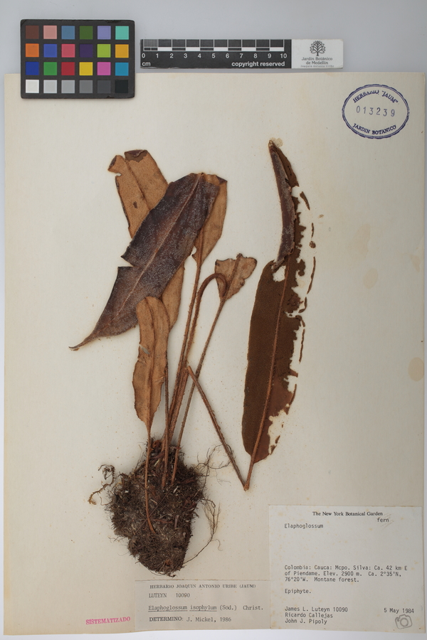 Elaphoglossum isophyllum image
