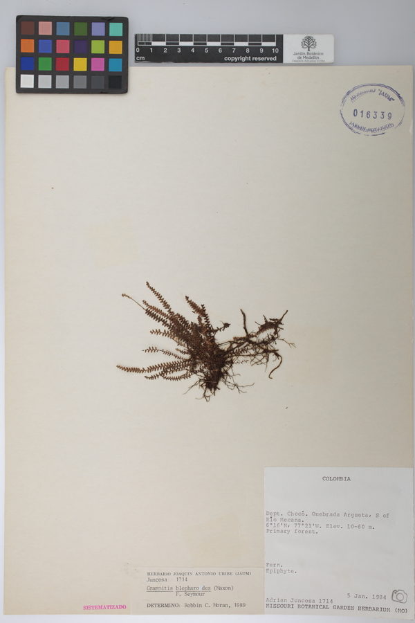 Micropolypodium taenifolium image