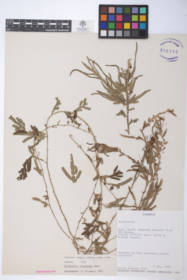 Selaginella longissima image
