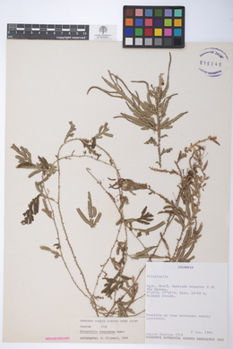 Selaginella longissima image
