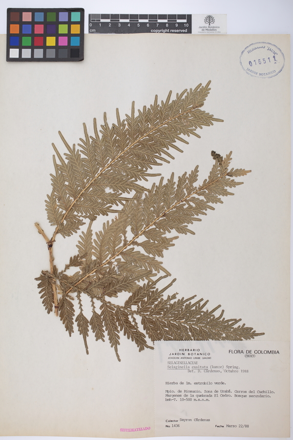 Selaginella exaltata image