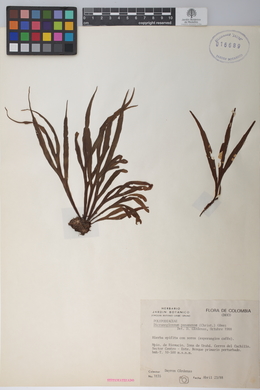 Dicranoglossum panamense image
