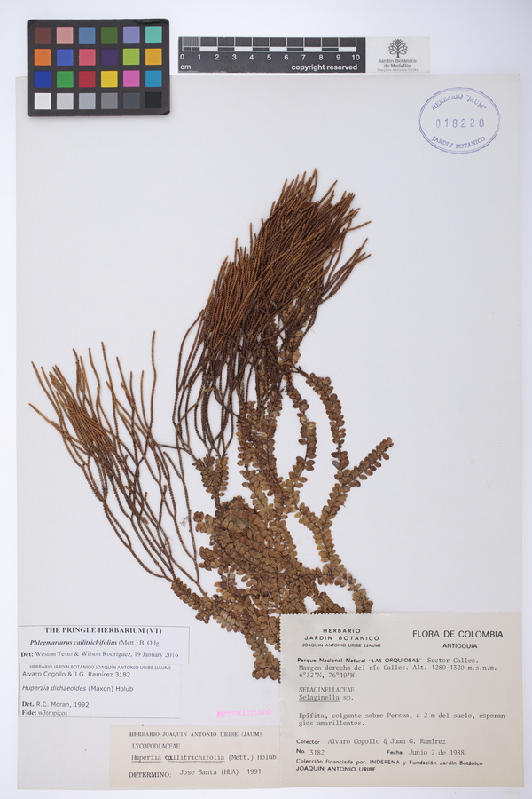 Phlegmariurus callitrichifolius image