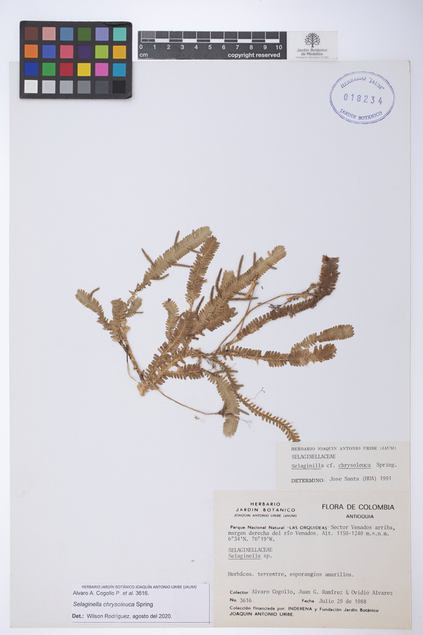 Selaginella chrysoleuca image