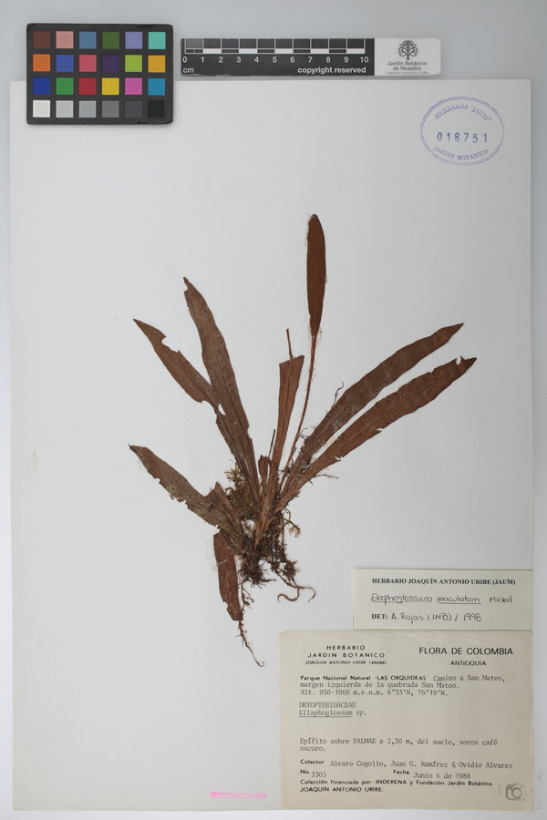 Elaphoglossum maculatum image
