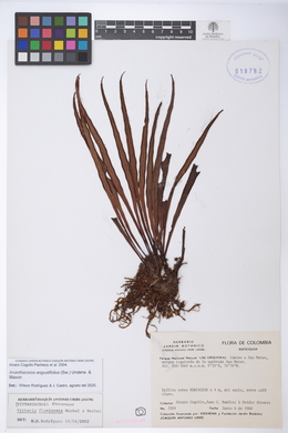 Ananthacorus angustifolius image