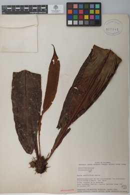Image Associated With the Occurence