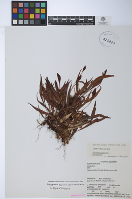 Elaphoglossum pygmaeum image