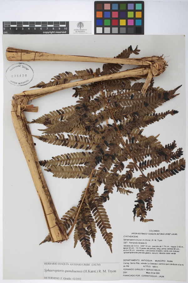 Sphaeropteris quindiuensis image