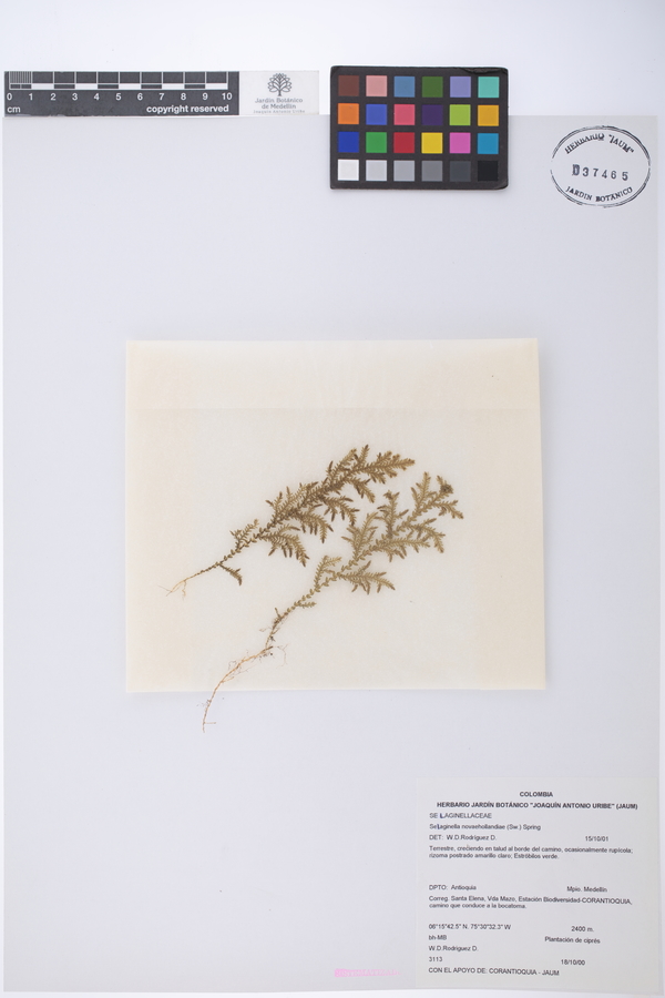 Selaginella novae-hollandiae image