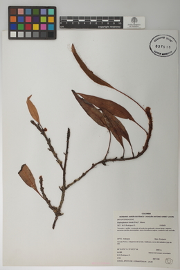 Elaphoglossum lindigii image