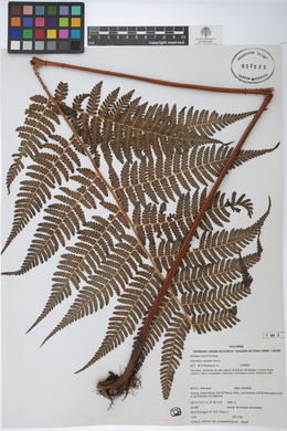 Hypolepis stuebelii image