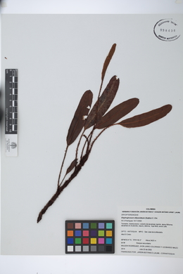 Image of Elaphoglossum ellipsoideum