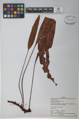 Elaphoglossum latifolium image